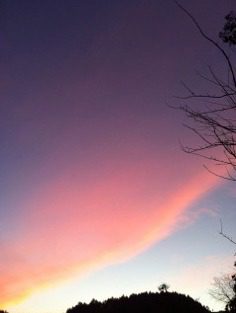 Vibrant twilight sky above treetops
