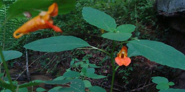 Nature scene with vibrant orange blooms
