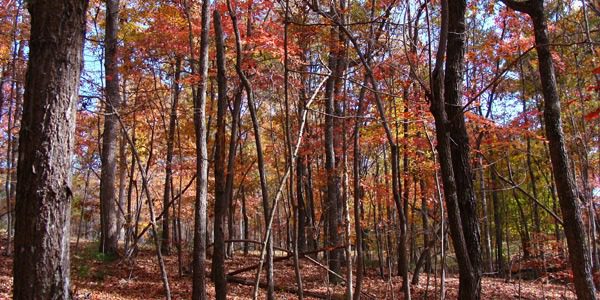 Fall trees in a wooded area