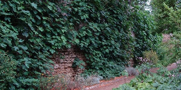 Lush vines covering a garden wall